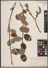 Foto von Salix caprea L.